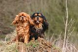CAVALIER KING CHARLES 753